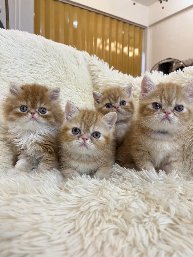 แมวสีส้ม เพศเมียสวยมากแท้ รูปที่ 4