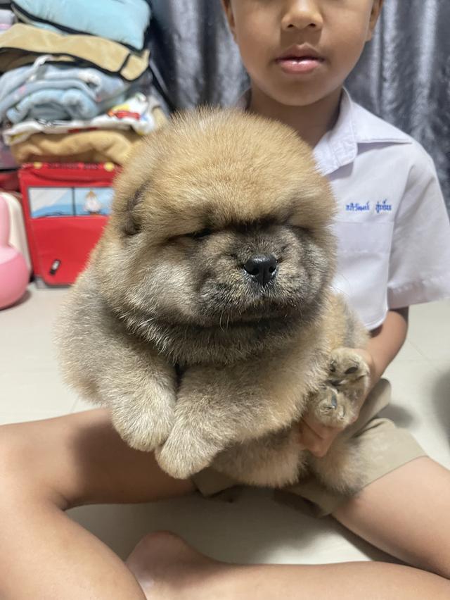หมาเชาว์ เชาว์แท้ 100% รูปที่ 5