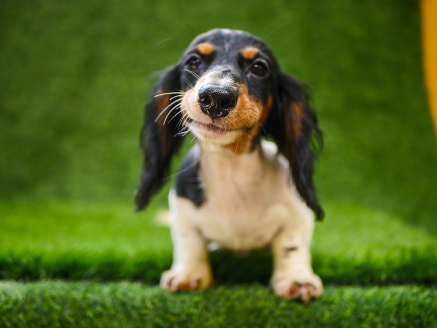 น้องดัชชุน ขนยาว เพศผู้ สีpiebald วัคซีนครบ รูปย่อยที่ 1