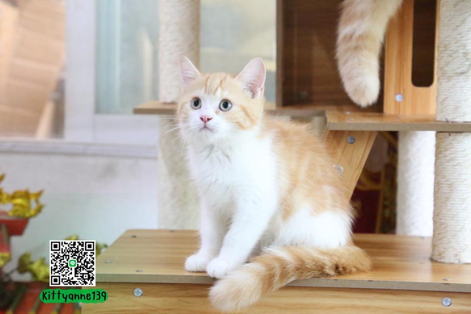 ลูกแมวบริติชหิมาลายันพร้อมย้ายบ้าน รูปที่ 4