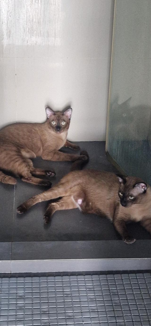 2 Siamese Male Cats, 11-months old