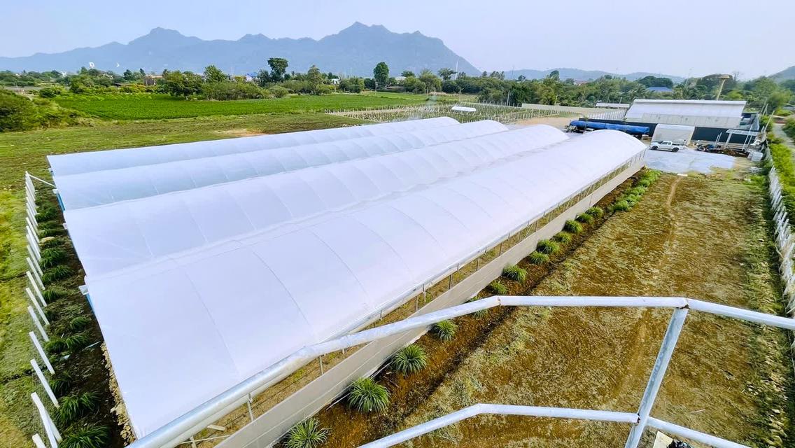 ขายที่ดินปากช่อง 26 ไร่ ปลอดแผ่นดินไหวน้ำไม่ท่วม ต.พญาเย็น อ.ปากช่อง จ.นครราชสีมา 4