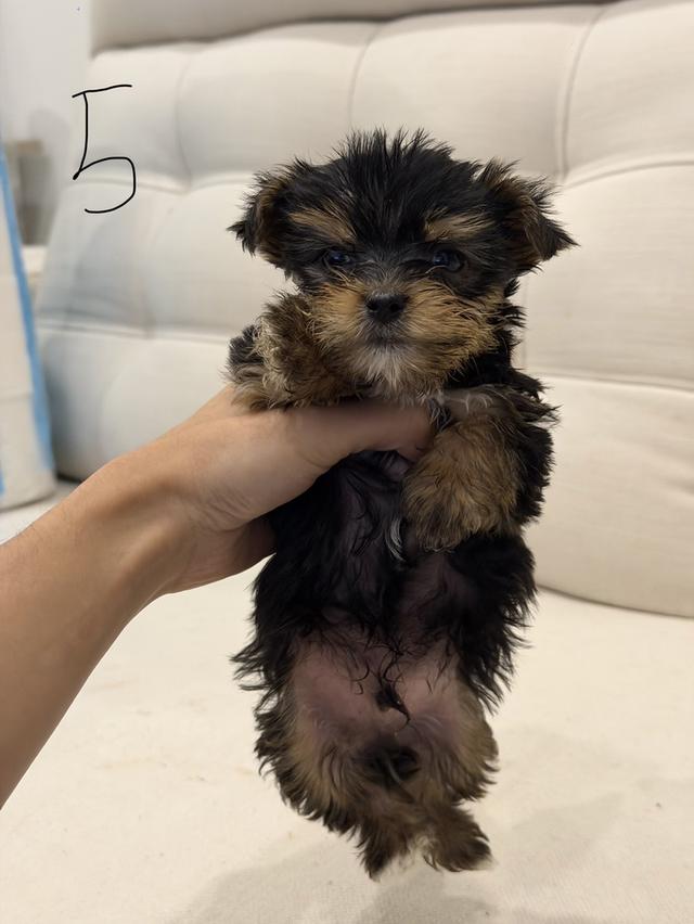 หมายอร์คเชียร์(Tcup) รูปที่ 8