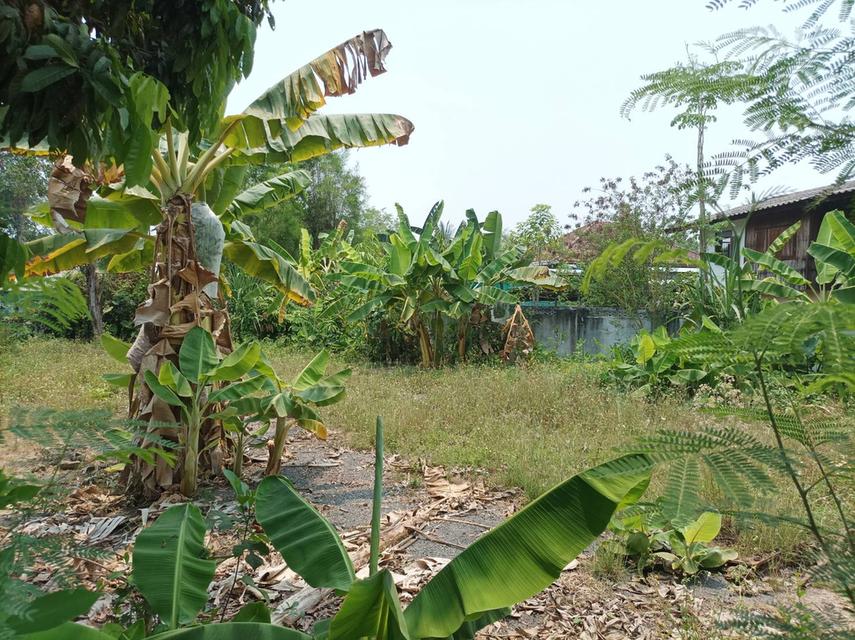 ขายที่ดิน 113ตร.ว. ต.สง่าบ้าน อ.ดอยสะเก็ด จ.เชียงใหม่ 4