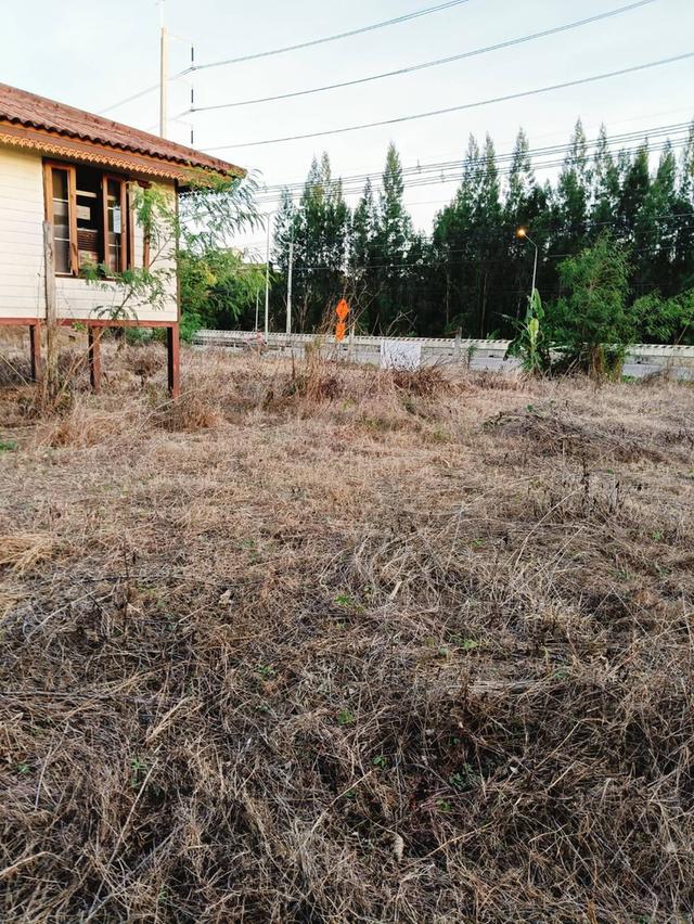 ที่ดินเปล่าถมแล้วขนาด1ไร่3งาน81ตร.ว. ที่ติดถนนใหญ่ ตรัง-สิเกา ห่างจากอำเภอเมืองตรัง 6กม. ด้านข้างติดคลองนา 1