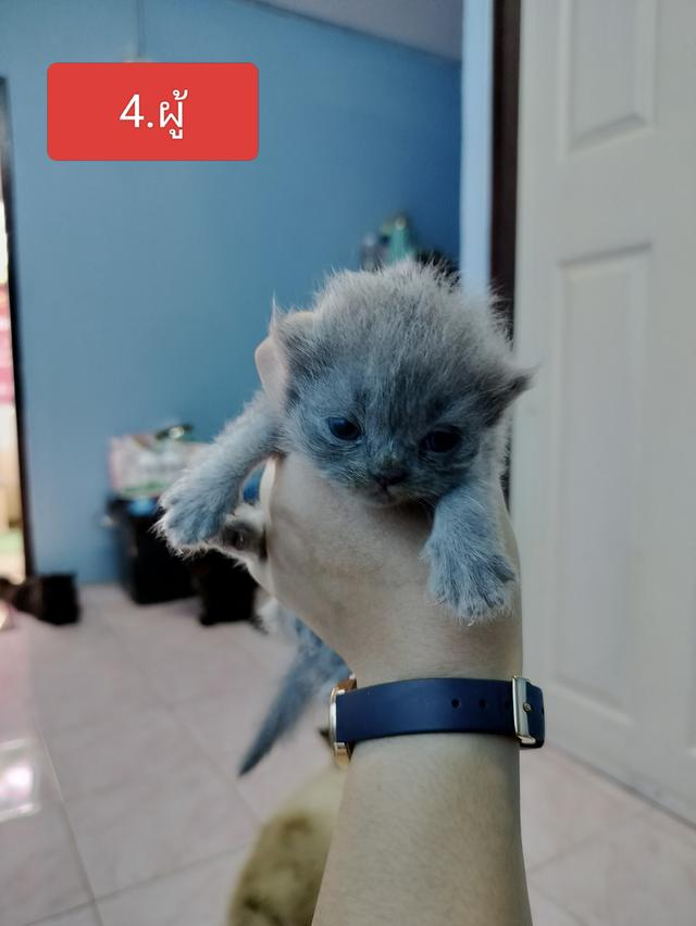 สัตว์เลี้ยงแมวเปอร์เซีย รูปที่ 5