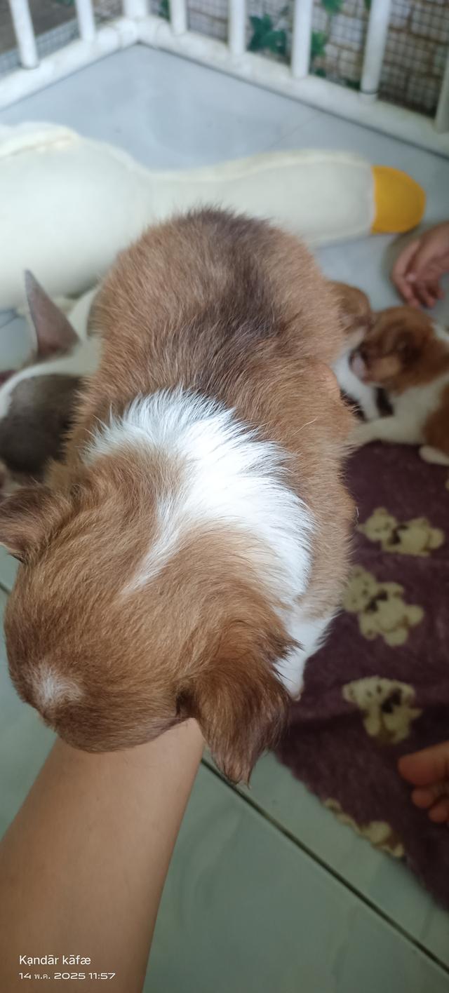 ลูกสุนัขชิวาวา