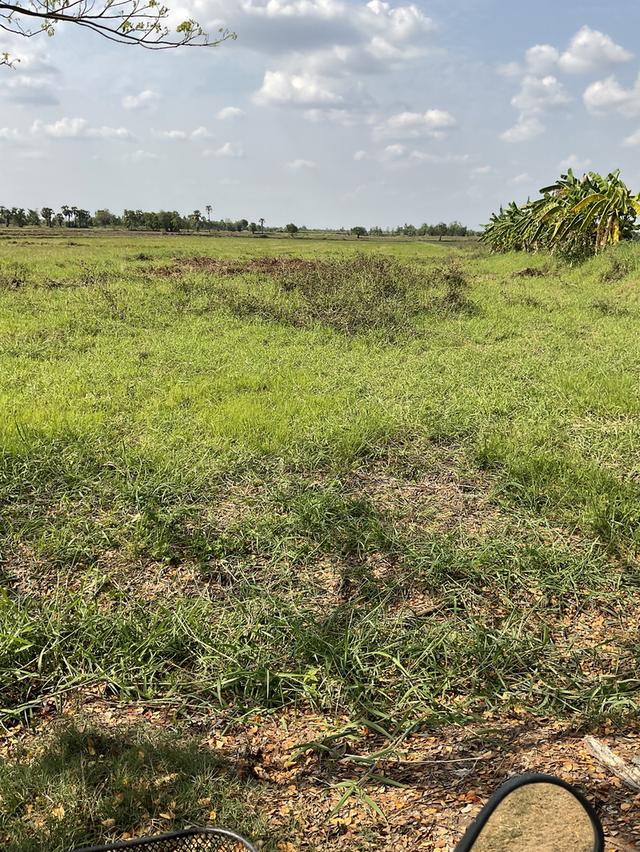 ขายที่ดิน 7 ไร่ ต.โบสถ์ อ.พิมาย จ.นครราชสีมา 3