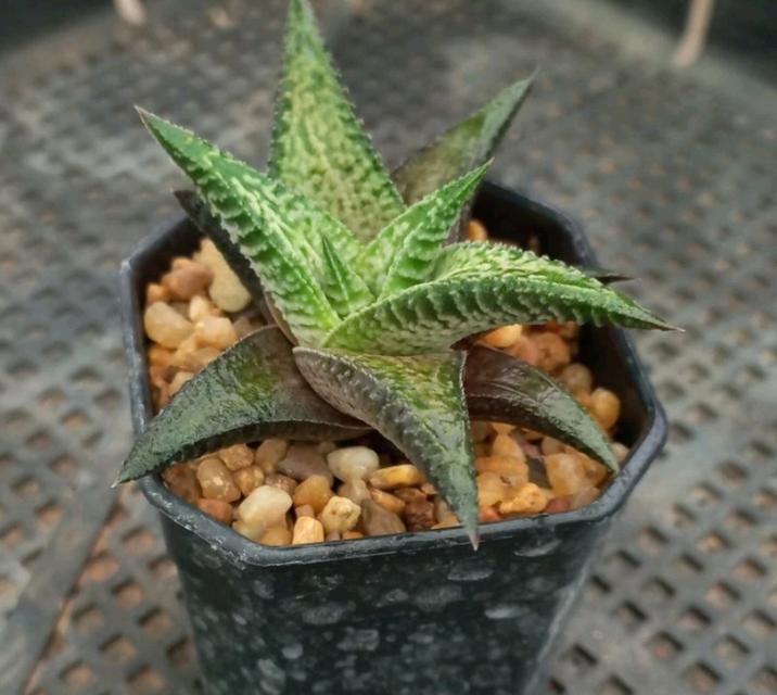 Haworthia ไม้อวบน้ำสวยๆ 4