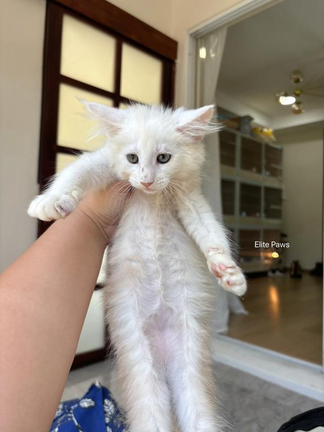 แมวMaine Coon เพศหญิง รูปที่ 5
