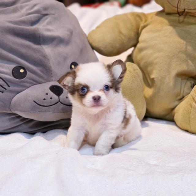 Chihuahuaขนยาวหนุ่มหล่อน้องพ๊อตเตอร์