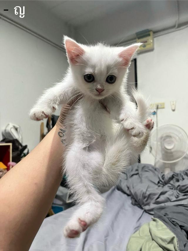 ลูกแมว สก็อตติช เปอร์เซีย รูปที่ 4