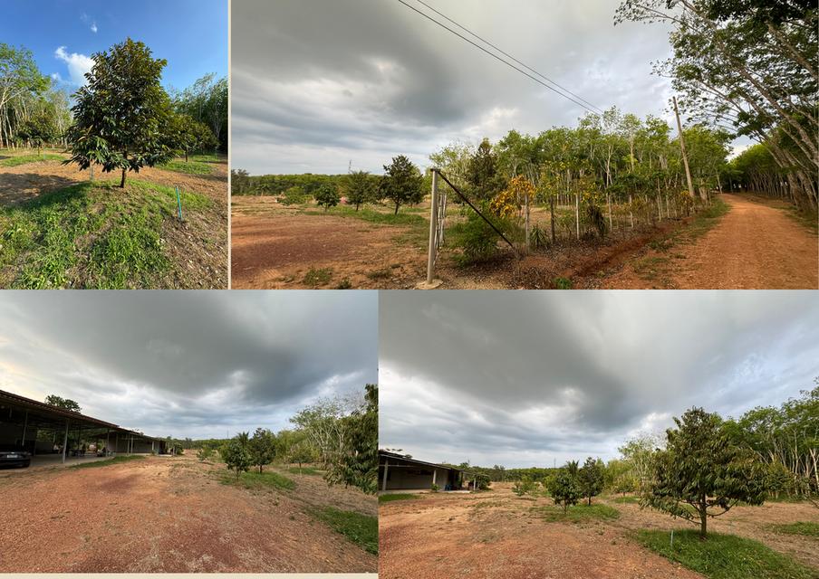 บ้านหลังใหญ่ พร้อมทุเรียน4ปี และสวนยางพารา 3