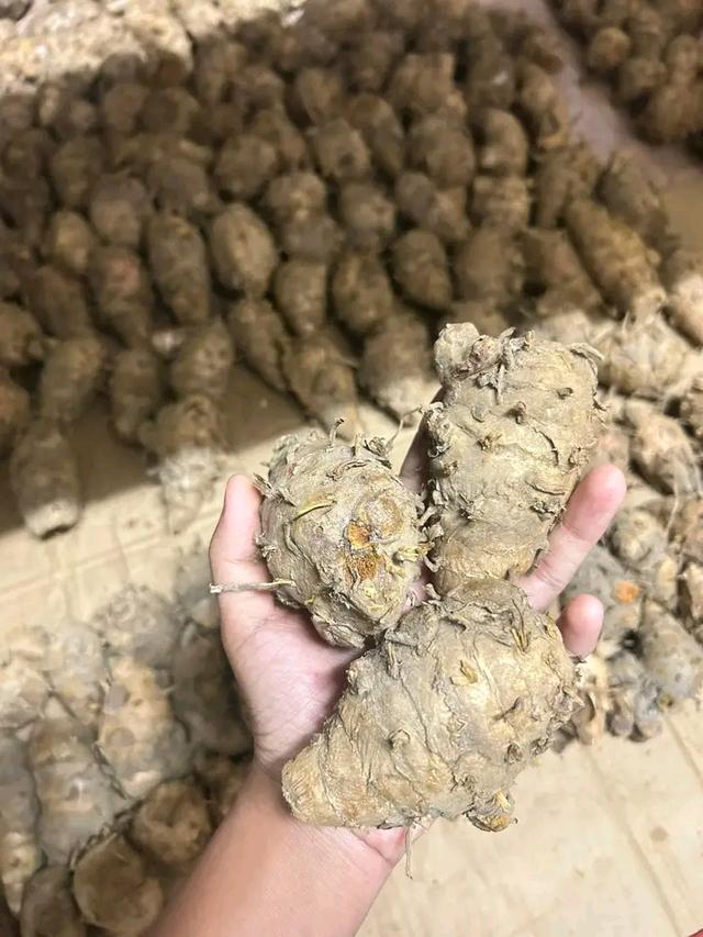 แม่ขมิ้นทาวัวชน,ทาไก่ รูปที่ 2