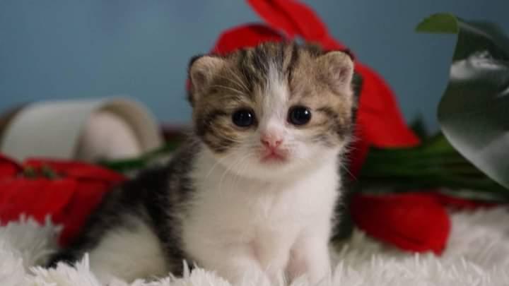 แมว Scottish Fold