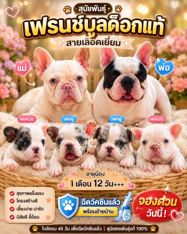 สุนัขพันธุ์ french bulldog