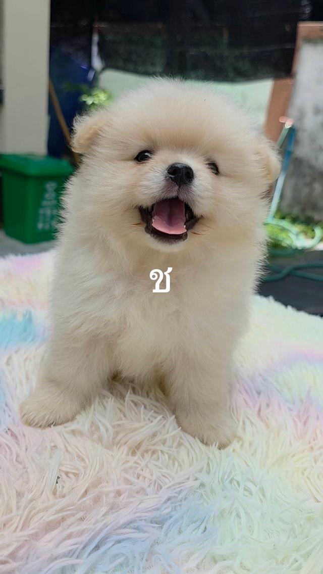 ขายลูกสุนัขปอมเมอเรเนียน 3