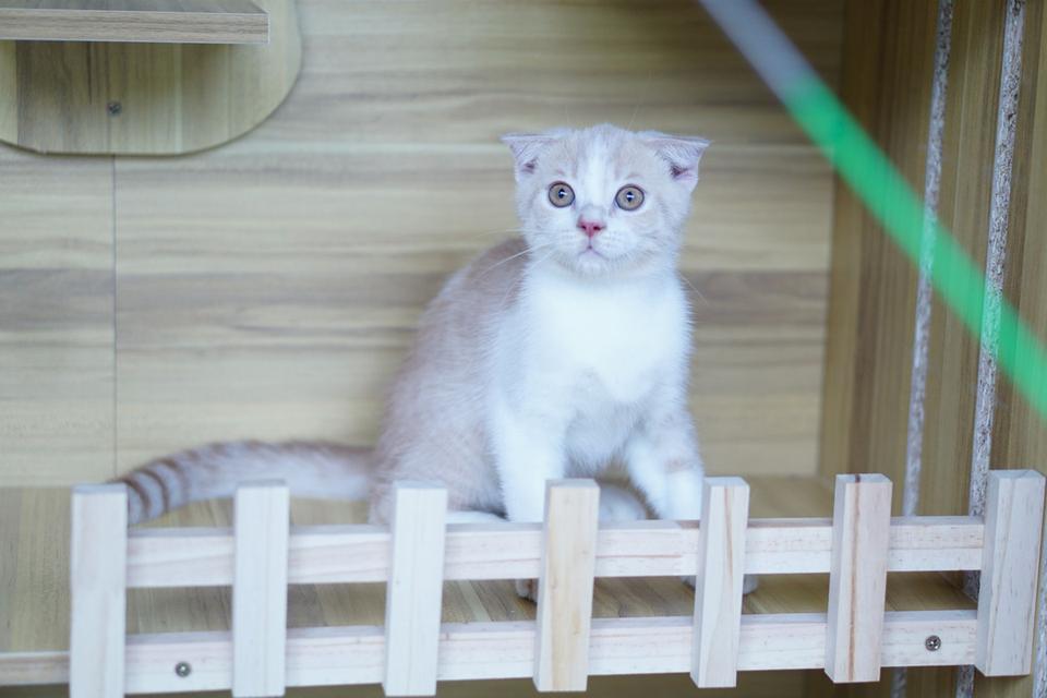 สก็อตทิช เพศผู้  หูพับ รูปที่ 10