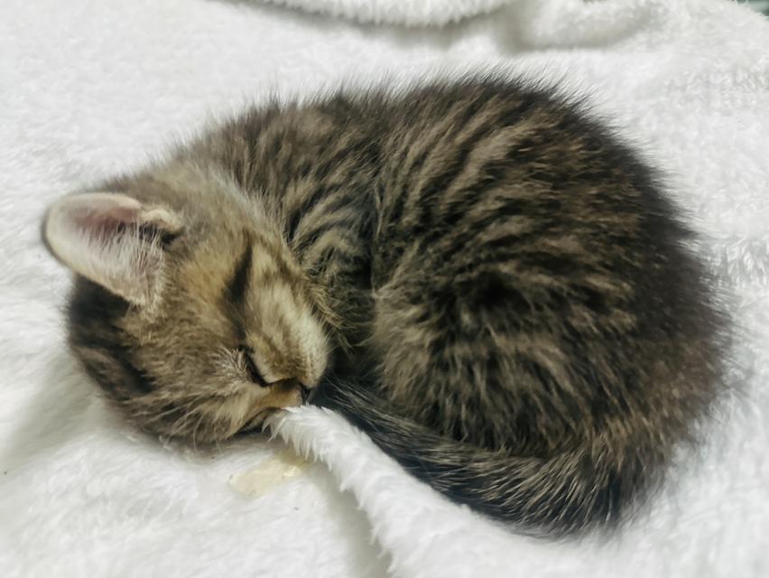 แมว ขาสั้น 2เดือน Munchkin