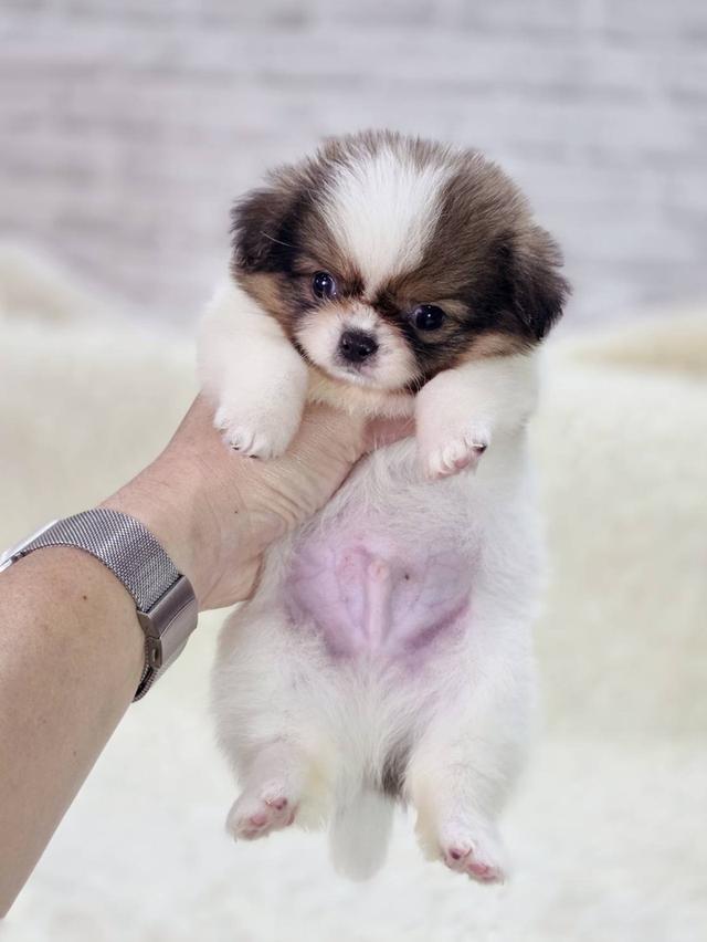 ปอมผสมชิสุ เพศผู้ รามอินทรา 10