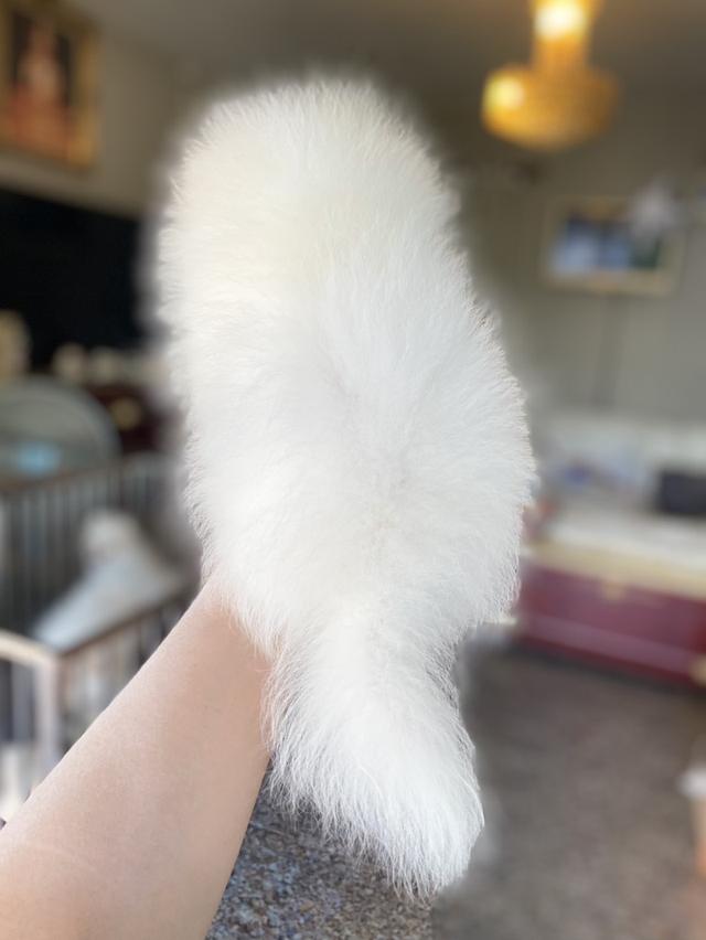 Pomeranianแท้ พร้อมส่งฟรี สอบถามได้ค่ะ 6