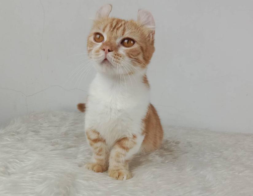 4.แมวมันช์กิ้น/เพศผู้ หาบ้าน Munchkin Cat/Male looking for a new home