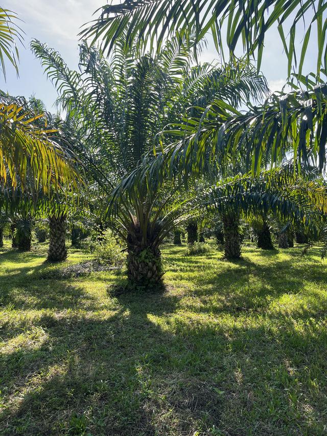 ที่ดินโฉนด จังหวัดชุมพร 5