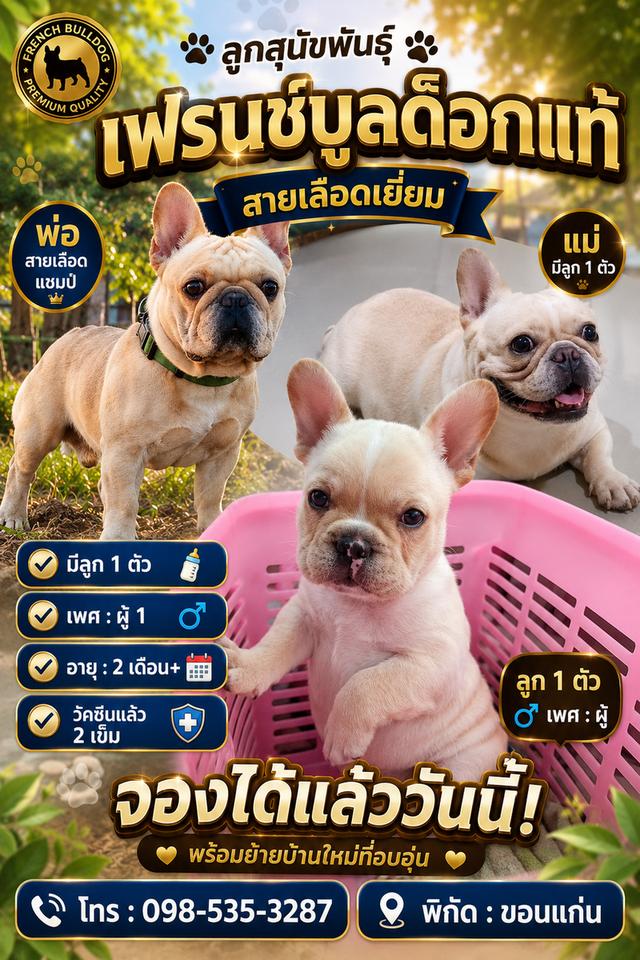 สุนัขพันธุ์เฟรนช์บูลด็อก รูปย่อยที่ 1