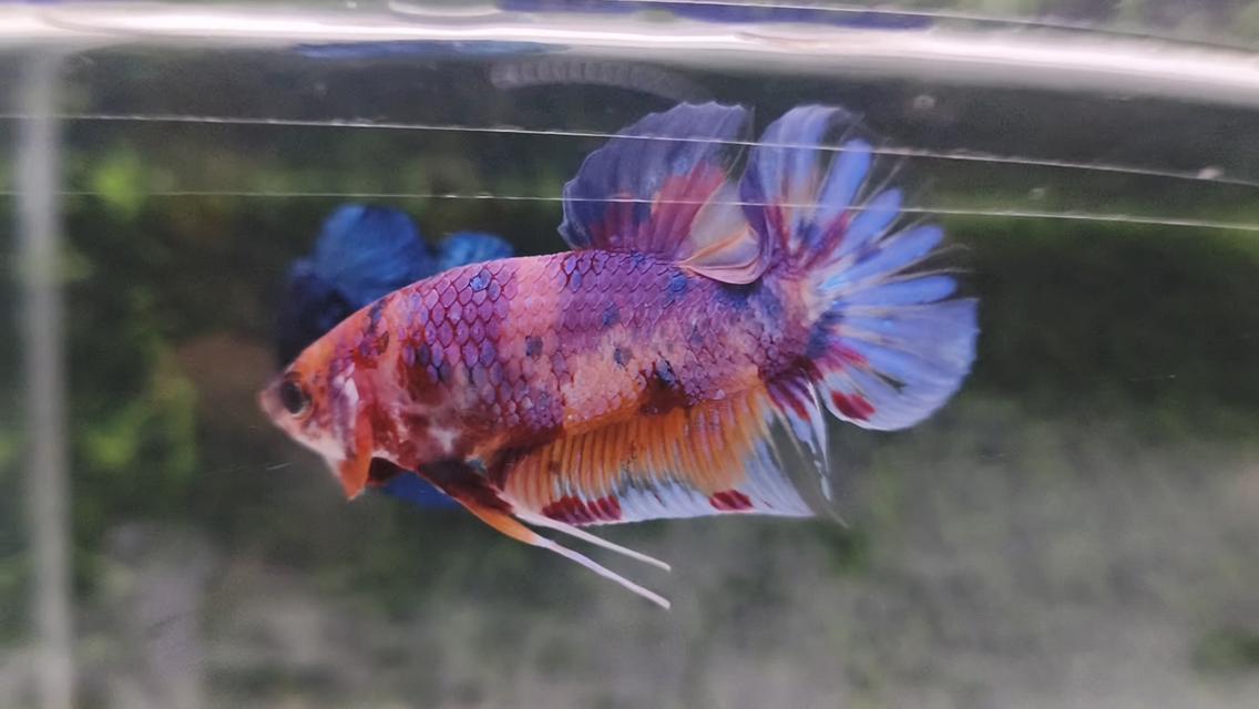 ปลากัดนีโม่โค่ย (Koi Betta) สีหลุมติดลายไฟ