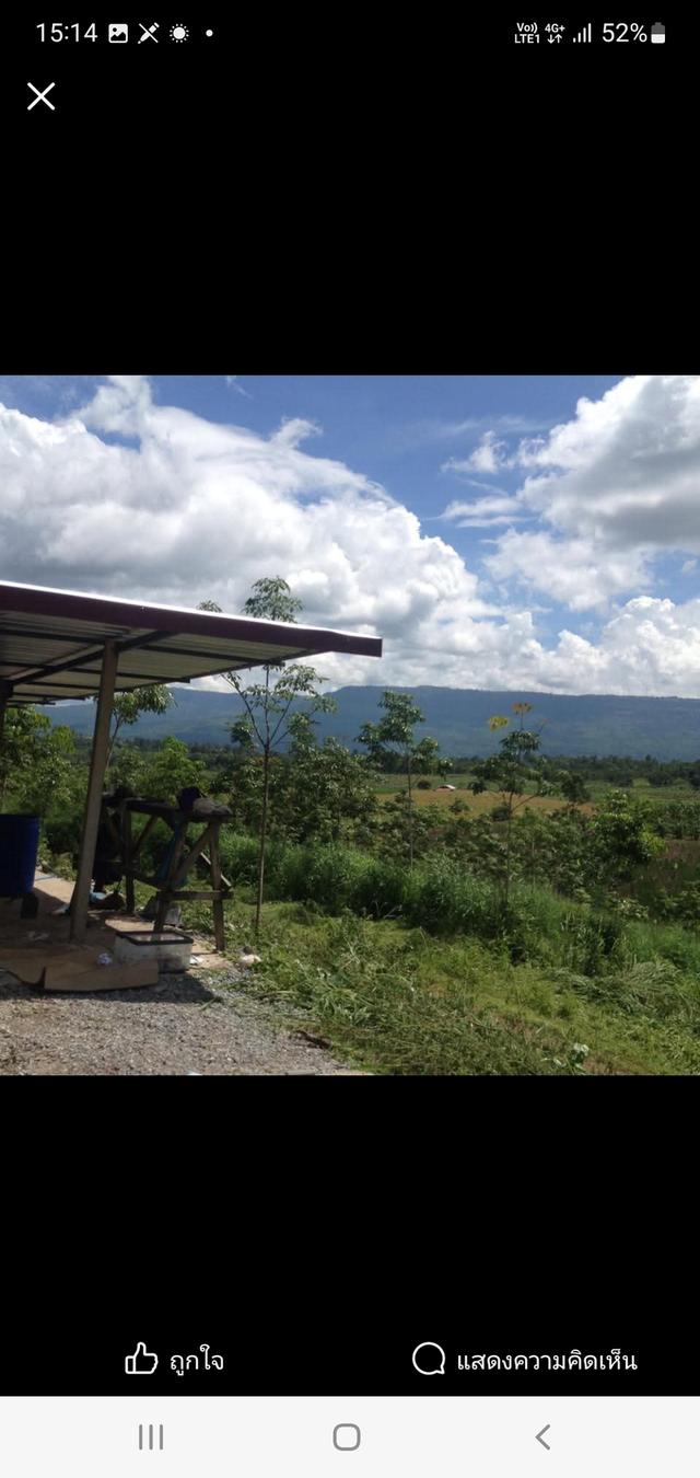 ที่ดินเกษตร สวนยางพารา 3