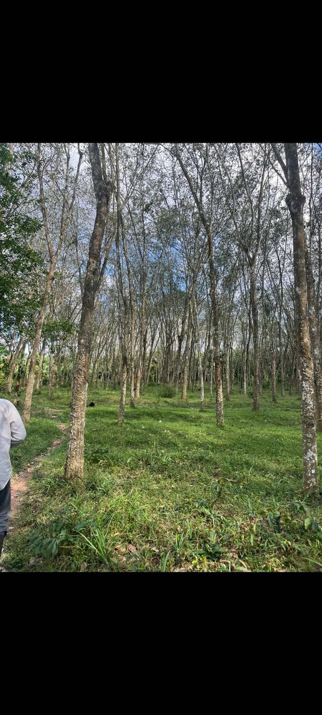 ที่ดินสวนยางพารา หมู่บ้านป่าบอนต่ำ อ.ป่าบอน จ..พัทลุง 5