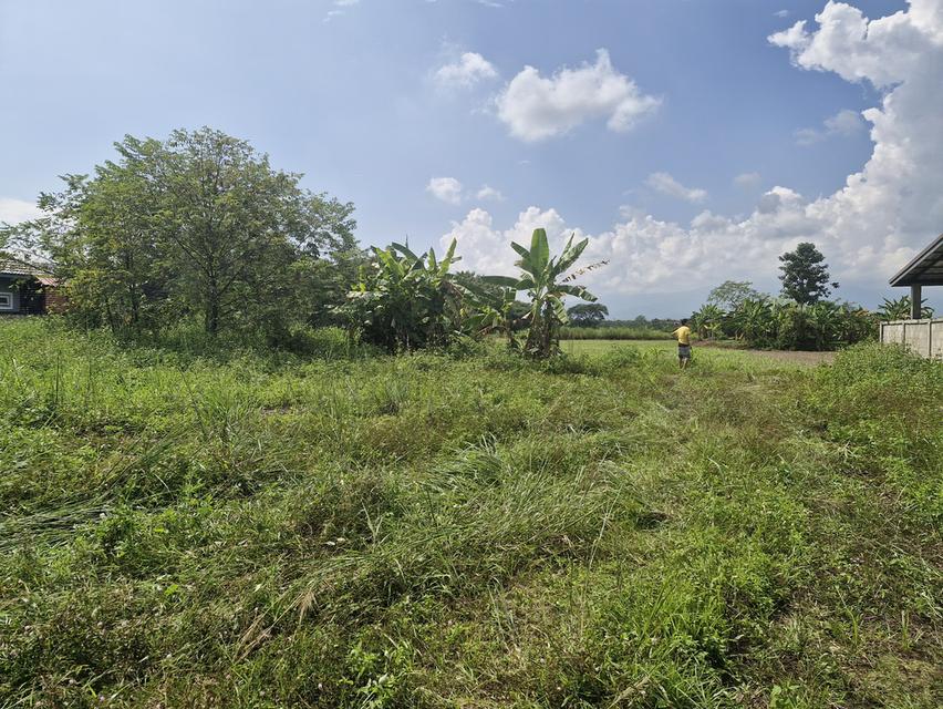 ขายที่ดินทำเลทองเมืองเชียงราย 2