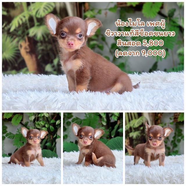 ชิวาวาแท้ ขนยาว พร้อมย้ายบ้าน พิกัดรามอินทรา รูปที่ 2