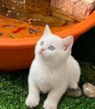 ผู้ชายสก็อตติช 2 เดือนลพบุรี