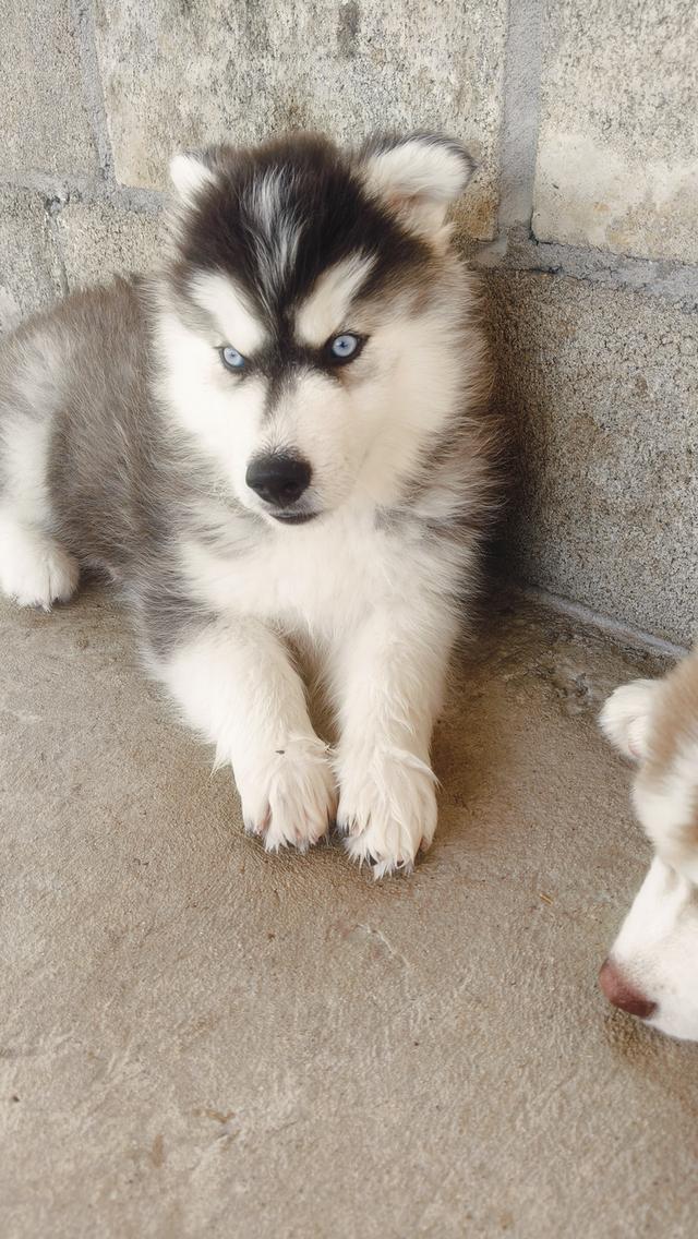 สุนัขพันธุ์ไชบีเรียนตาสีฟ้าเพศผู้ รูปที่ 2