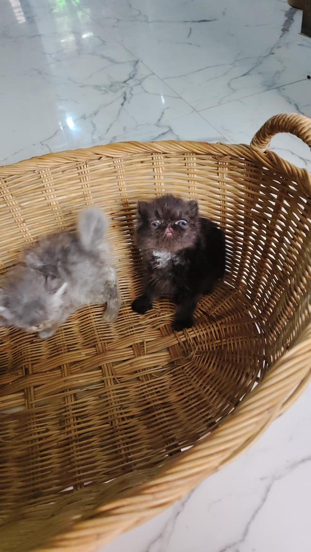 แมวเอ็กโซติกขนยาวแท้ 15