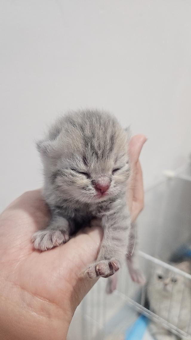 Scottish Fold สก็อตติชโฟลด์ แท้ 11
