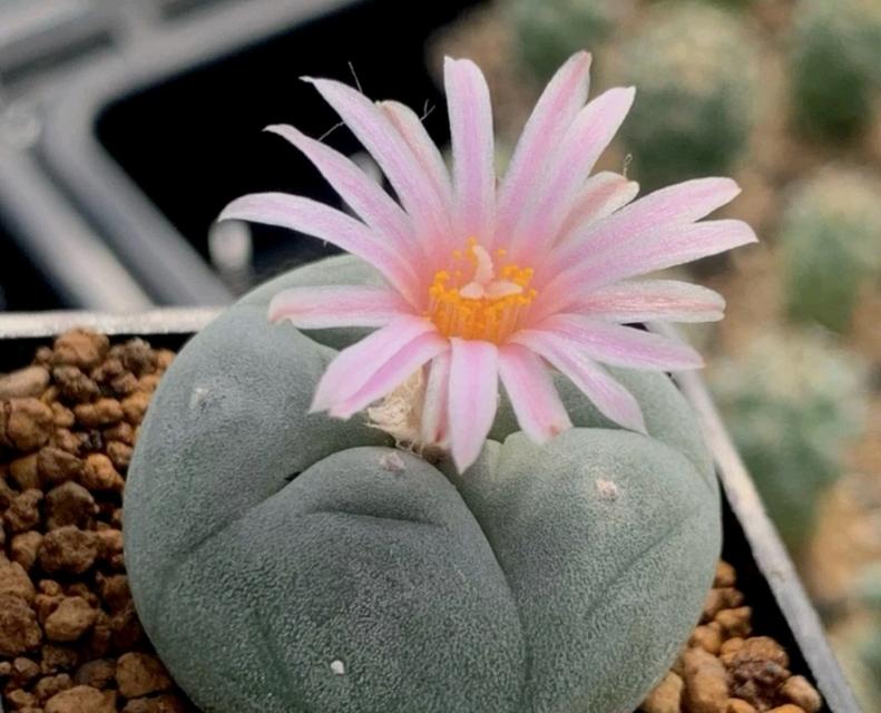 Lophophora Hybrid 4