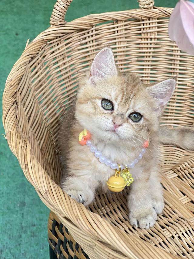 ดช.บริติช ช็อตแฮร์ (ny) รูปที่ 3