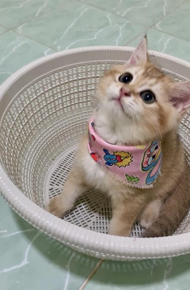 British Shorthair พร้อมย้าย • ใบเพ็ด WCF • วัคซีนครบตามวัย • จากฟาร์มจดทะเบียน Aoivelle