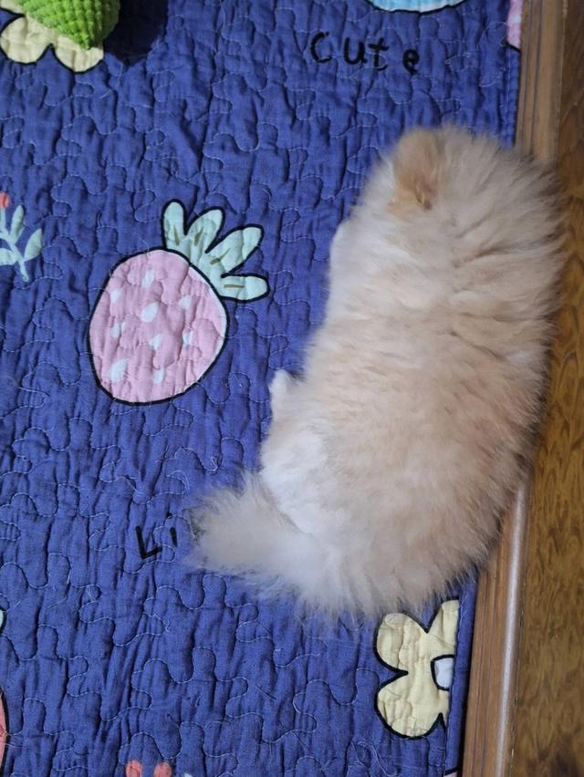 น้องปอมเมอเรเนีย