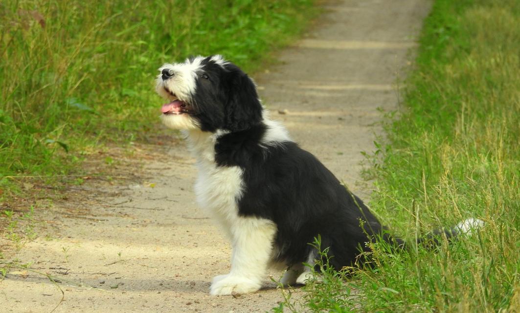 Bearded Collie Puppies  WhatsApp me : +66 63 826 3042