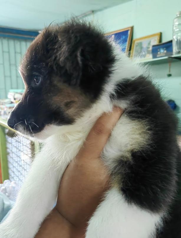 ขาย Australian Shepherd เพศผู้ 2