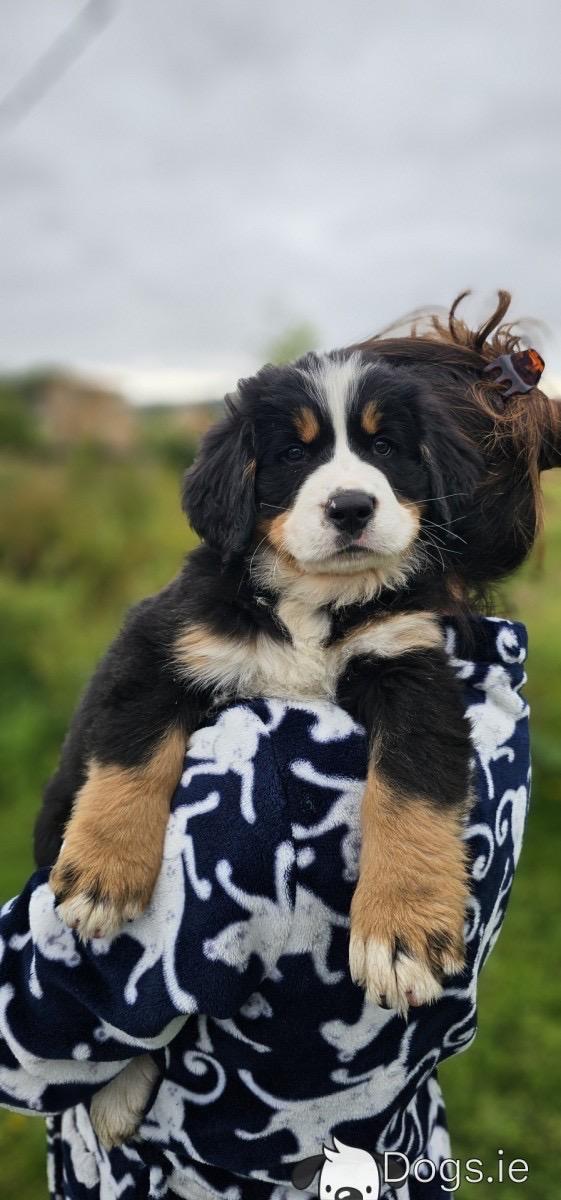 Bernese Mountain Dog Puppies รูปที่ 2