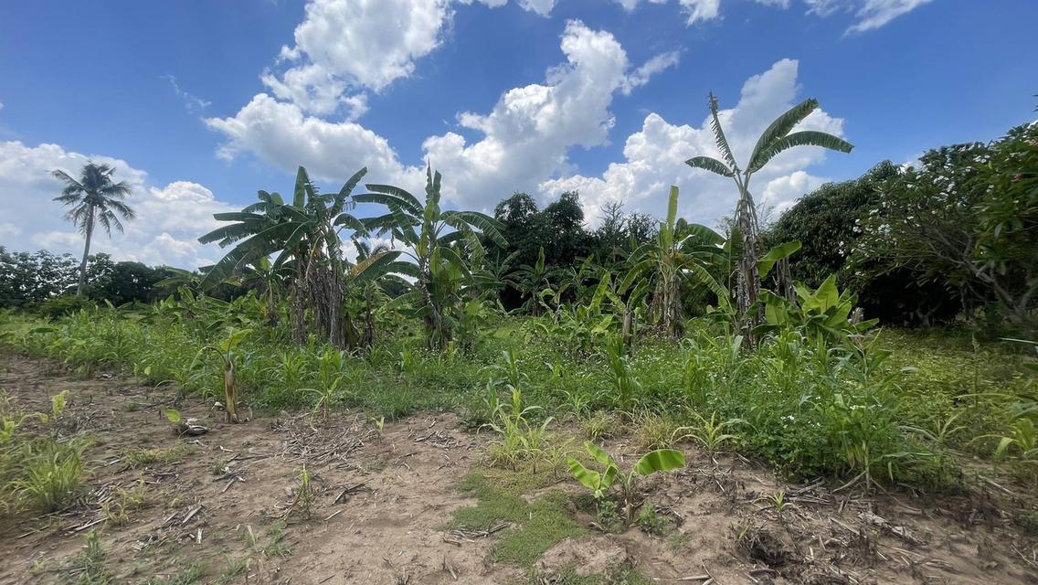 ขายที่ดิน 7 ไร่ ปากช่อง-เขาใหญ่ (แบ่งขายได้) ติดถนนธนะรัชต์ ใกล้ทางขึ้นลง มอเตอร์เวย์ M6 1