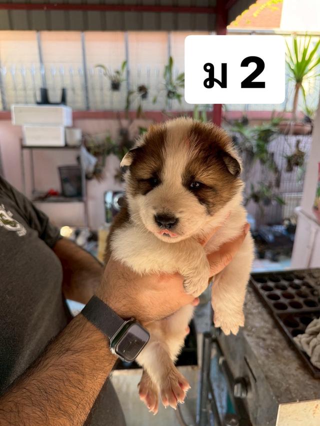 บางแก้วแท้ พ่อแม่สายประกวด เชื้อดี รู้ความสุดๆ #พร้อมใบเพ็ดชมรมบางแก้วประเทศไทย TBC สนใจทักได้ครับ 10