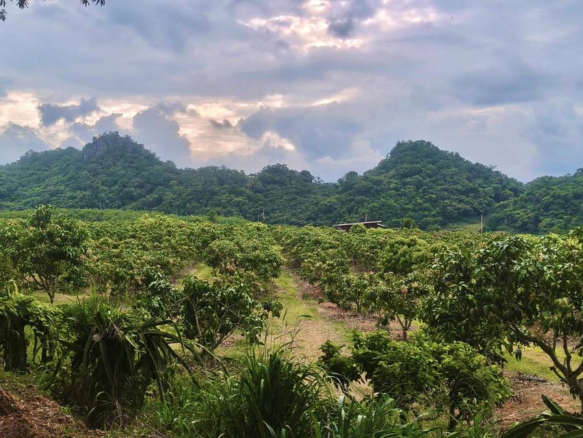 ขายที่สวนผลไม้คลองม่วง ปากช่อง นครราชสีมา ที่สวนมะม่วงทุเรียน 29ไร่ ขายถูกไร่ 1.7 ล้าน วิวเขาสวยมาก ใกล้ภูเขา โฉนดครุฑแดง 8