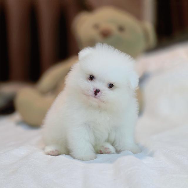 ปอมหน้าหมีขาวล้วนขนสำลีเพศผู้