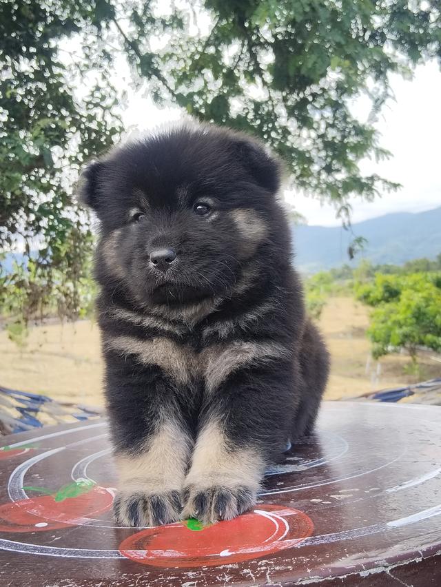 เชาเชา ผสม ไซบีเรียน