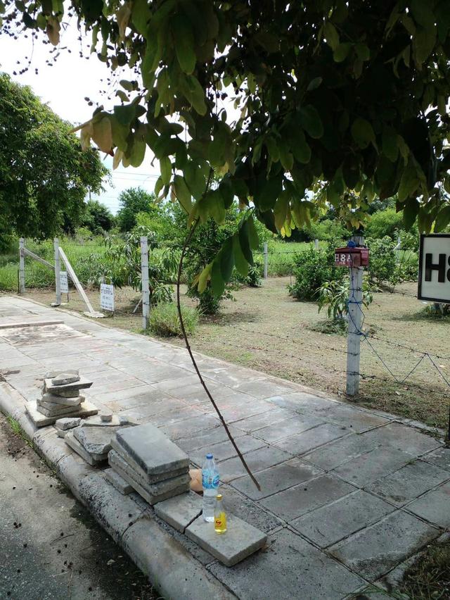ที่ดินเปล่าจัดสรร(หมู่บ้านวิจิตราธานี) 8